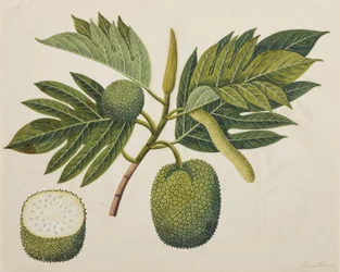 Brödfruktsblomma, bladverk och frukt, ca 1820 (ogenomskinlig wc på papper)