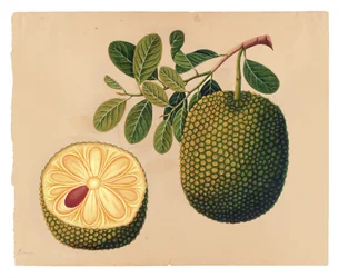 Durian Fruit and Foliage, c.1815 (ogenomskinlig wc på papper)