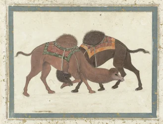 Kämpande kameler, ca 1680-1700