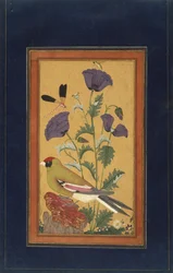Finch, vallmo, trollslända och bi, 1650-70 (ogenomskinlig wc och guld på papper)