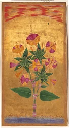 Four OClock eller The Marvel of Peru (Mirabilis Jalapa), Mughal period, ca 1640 (ogenomskinlig akvarell & guld på papper)