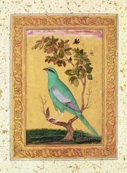 Grön fågel, Mughal
