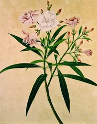 Oleander, ca 1840 (gouache)