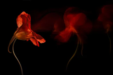 Livfullt blommigt flöde