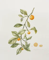 Ornamental Orange, 1995 (wc)
