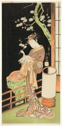 Tear c and r Segawa Chrysanthemum