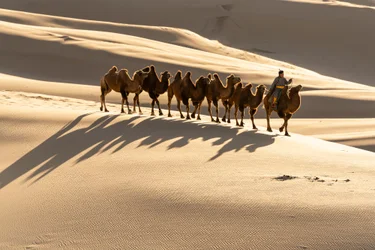 En kamelier leder sina baktriska kameler vid sanddynerna Khongoryn Els i södra G..., 2018 (foto)