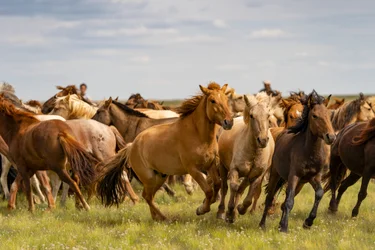 En flock hästar i södra Gobiöknen, Mongoliet, 2018 (foto)