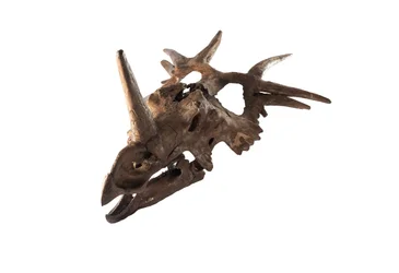 En Styracosaurus i original på Canadian Museum of Nature.