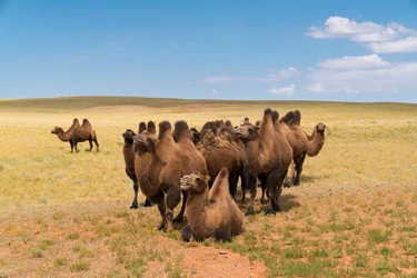 Baktriska kameler i södra Gobiöknen i södra Mongoliet, 2016 (foto)