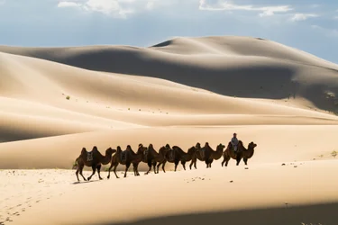 Karavan med baktriska kameler i Khongoryn Els i Gobi Gurvansaikhan nationalpark, 2016