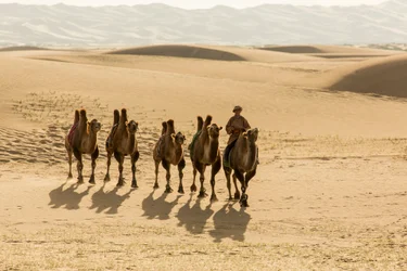 Karavan med baktriska kameler i södra Gobiöknen, Mongoliet, 2013 (foto)