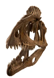 Cryolophosaurus avgjuten vid Augustana College, Rock Island, Illinois.