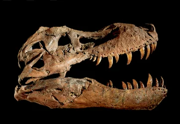 Fossil skalle av Tyrannosaurus Rex "Sue....