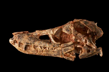 Junggarsuchus sloani, en sphenosuchian från den mellersta juraperioden.