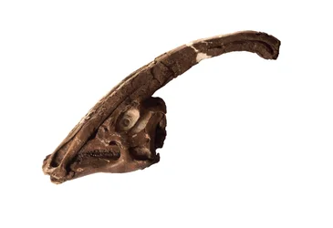Parasaurolophus, en originalskalle och vapensköld på Royal Ontario Museum.