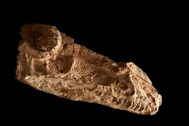 Subadult Guanlong Wacali-skalle vid IVPP i Peking, Kina.