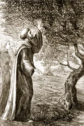 St. Columba förvandlar bitter frukt till söt, från The Trias Thaumaturga, eller Three Wonder-Working Saints of Ireland, av Mary Cusack (1829-99) publicerad ca 1890-talet