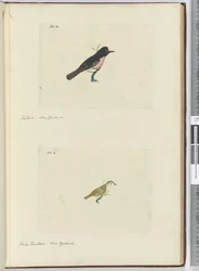 F.13 Fantail. Nya Zeeland F.14 Liten fansvans. Nya Zeeland, 1772-1775 (wc)