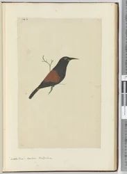 F.18 Wattle fågel. Gök. Nya Zeeland, 1772-1775 (wc)