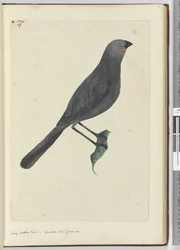 F.19 Stor väckfågel, gök. Nya Zeeland, 1772-1775 (wc)