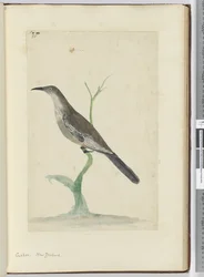 F.21 Gök. Nya Zeeland, 1772-1775 (wc)