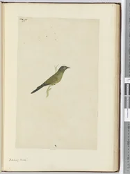 F.22 Spotfågel, 1772-75 (wc)