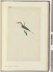 F.23 Liten gök. Nya Zeeland, 1772-1775 (wc)