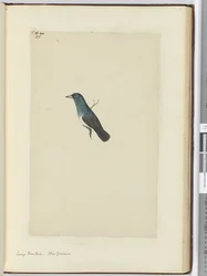 F.25 Stor fansvans. Nya Zeeland, 1772-1775 (wc)