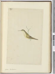 F.28 Gök. Nya Zeeland, 1772-1775 (wc)
