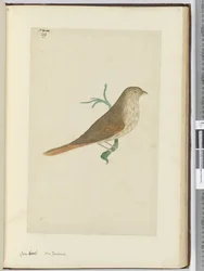 F.29 Grovnäbb. Nya Zeeland, 1772-1775 (wc)