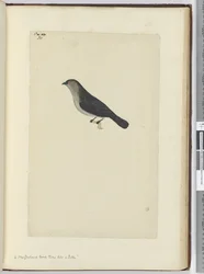 F.30 En nyzeeländsk fågel tam som en rödhake, 1772-75 (wc)