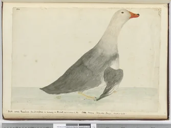F.35 Duck kallade Racehorse för sin snabbhet att springa på vattnet men den kan inte flyga. Staten Island Tierra del Fuego. Vägde 29 lbs, 1772-75 (wc)