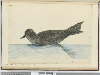 F.36 Svart pintado. Mamma Careys kyckling. High South lat., 1772-75 (wc)