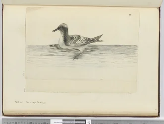 F.37a Pintado. Sedd i hög sydlat., 1772-75 (wc)