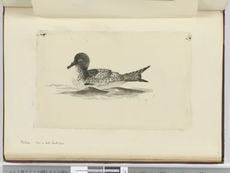 F.37b Pintado. Sedd i hög sydlat., 1772-75 (wc)
