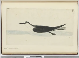 F.44 Noddy. Sedd till sjöss hög S. lat., 1772-75 (wc)