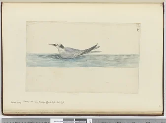 F.45 Liten grå petrel(?) sett nära Godahoppsudden. oktober 1772, 1772-75 (wc)