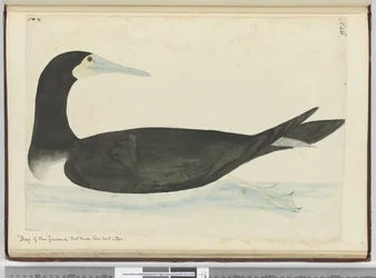 F.46 Skarvar från Nya Zeeland som bygger sina bon i träd, 1772-75