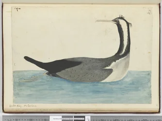 F.47 Toppskarv. Nya Zeeland, 1772-75