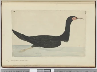 F.48 Shag. Nya Zeeland och Staten Island, 1772-75 (wc)