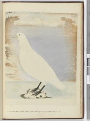 F.51 En ny fågel sett på Staten Island Tierra del Fuego januari 1774. Förmodas livnära sig på stranden, 1772-75 (wc)