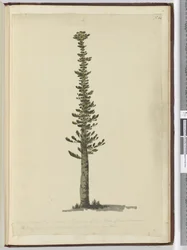 F.54 Typ av grantall på Isle of Pines på södra änden av Nya Kaledonien och hög för master av mycket stor sort. Ses sept. 1774..., 1772-75 (wc)