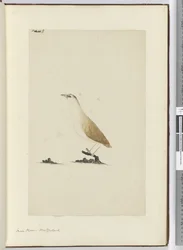 F.8 Småpipare. Nya Zeeland, 1772-1775 (wc)