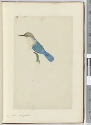F.9 Kungsfiskare. Nya Zeeland, 1772-1775 (wc)