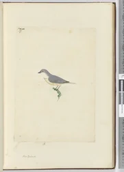 f.17 oidentifierad nyzeeländsk fågel, 1772-75 (wc)