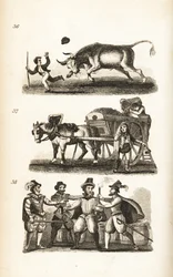 The Enraged Ox, the Dustman och tagandet av Guy Fawkes