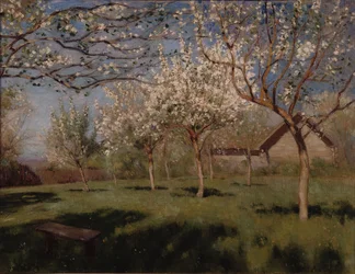 Äppelträd som blommar