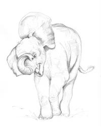 Elefantunge 02