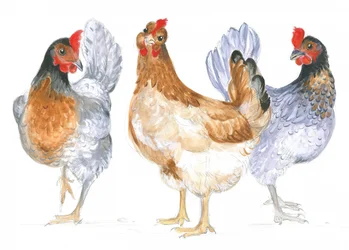 Kacklande höns